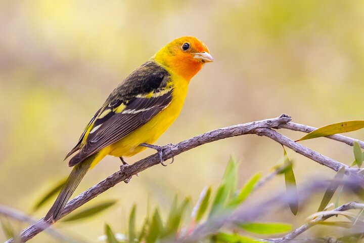 Private California Birding Photography Full DayTour - Photo 1 of 5
